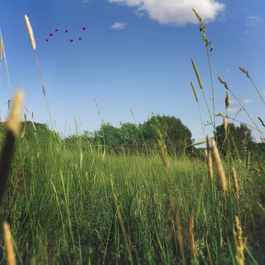 Не друг, не враг